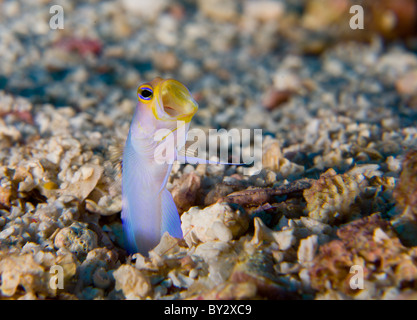 Sbadigliare Yellow-Head Jawfish Foto Stock