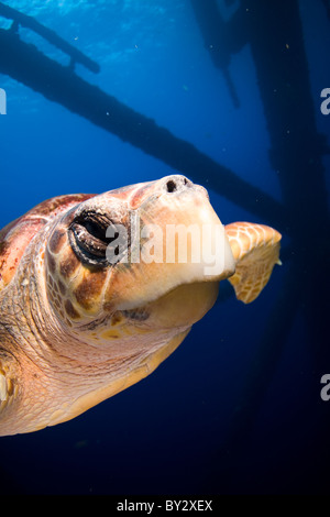 Tartaruga Caretta nuotare vicino alla piattaforma di olio Foto Stock