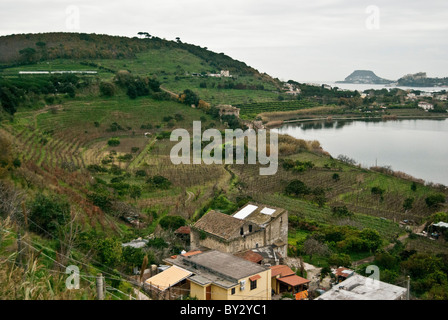 Colture sulla riva del lago di Avernus, Pozzuoli, Napoli, Italia Foto Stock