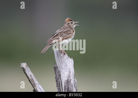 Rufous-naped allodola, Mirafra africana, cantare dal pesce persico vicino alla Laguna Camp, okavango Foto Stock