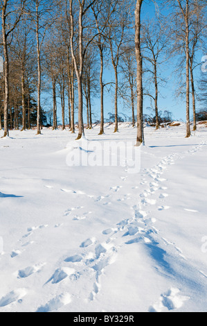 Orme nella neve che conduce verso il ciuffo di alberi, Dartmoor Devon UK Foto Stock