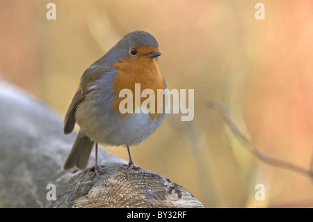 ROBIN ERITHACUS RUBECULA appollaiato sulla recinzione. Inverno REGNO UNITO Foto Stock