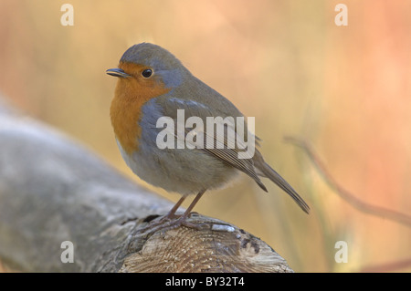 ROBIN ERITHACUS RUBECULA appollaiato sulla recinzione. Inverno REGNO UNITO Foto Stock