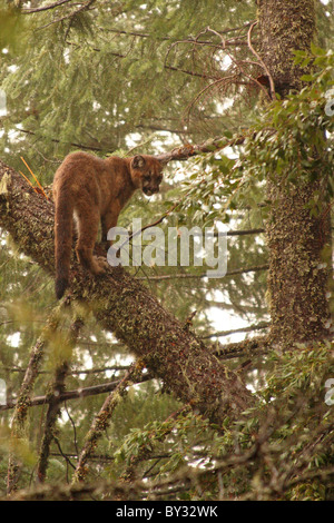 Una montagna di Lion gattino guardando fuori dalla cima di un log in California. Foto Stock