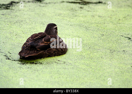 Brown anatra seduta tranquillamente in una vasca piena di alghe verdi Foto Stock