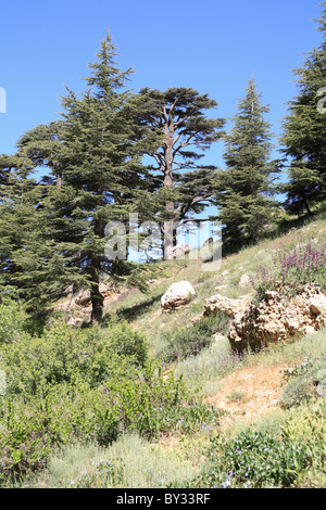 Il legname di cedro di Bcharre, Qadisha valle, Libano, Medio Oriente Foto Stock