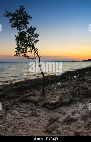 Una mangrovia che cresce sulla spiaggia in Darwin, Terriotry settentrionale. Foto Stock