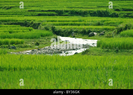 Risaie e fiume in terra fertile vicino a SAPA, Vietnam Foto Stock