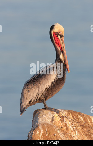 California Brown pelican (Pelecanus occidentalis) in piedi su una scogliera sopra l'oceano pacifico Foto Stock