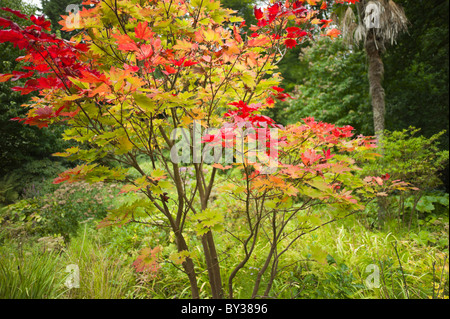 Minterne Abbey House Gardens Dorset Foto Stock