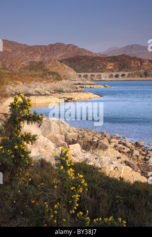 Wild Gorse aggrappato al bordo di una spiaggia rocciosa sul Loch nan Uamh, vicino Arisaig sulla costa ovest della Scozia Foto Stock