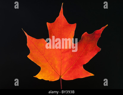 Autunno Maple Leaf su sfondo nero Foto Stock