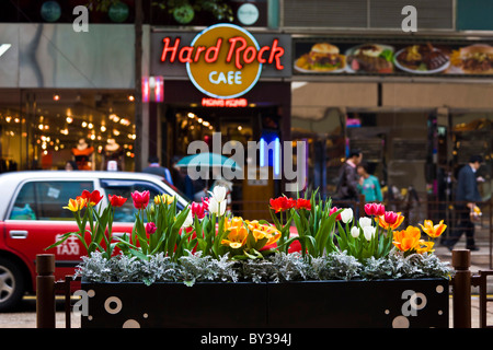 Tulipani e altri fiori colorati nella casella di fronte Hard Rock Cafe in Kowloon Hong Kong con taxi rosso. JMH4144 Foto Stock