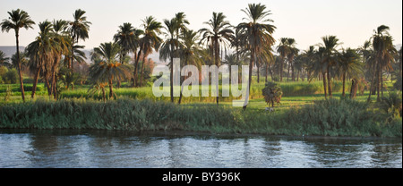 Un boschetto di palme linee le rive del Nilo Foto Stock