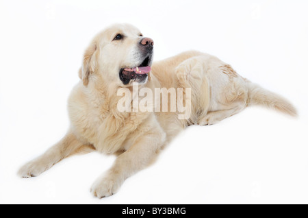 Ritratto di una razza golden retriever stabilite su sfondo bianco Foto Stock