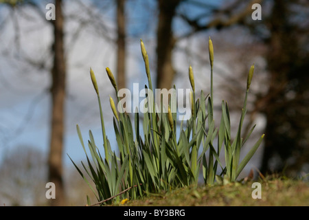 Primo daffodil germogli in primavera tempo in Inghilterra Foto Stock