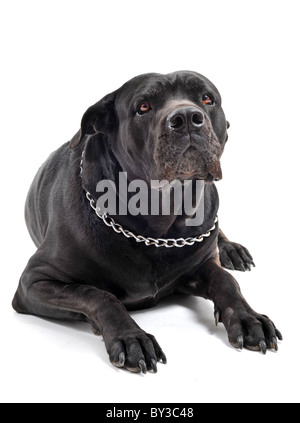 Ritratto di una razza italiana nero mastiff o cane corso di studio Foto Stock