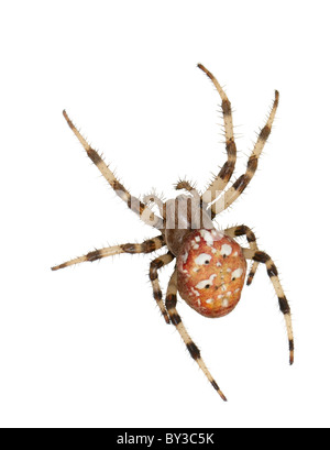 La donna ragno Araneus marmoreus. Macro. Su sfondo bianco. Foto Stock