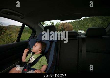 Neonato sulla backseat durante un game drive, Parco Nazionale di Pilanesberg, Sud Africa Foto Stock