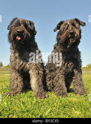 Due cani 'bouvier des Flandres' seduto in un campo Foto Stock