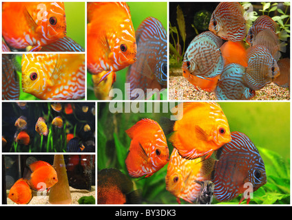Il gruppo di un colorfull tropical Symphysodon discus pesci in un acquario Foto Stock