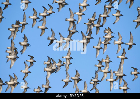 Grande gregge di nodo. Calidris canutus. Francese: Bécasseau maubèche tedesco: Knutt spagnolo: Correlimos gordo Foto Stock