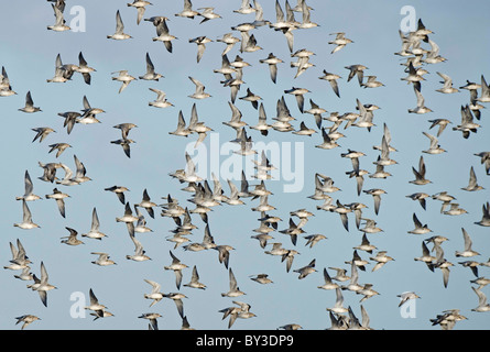 Grande gregge di nodo. Calidris canutus. Francese: Bécasseau maubèche tedesco: Knutt spagnolo: Correlimos gordo Foto Stock