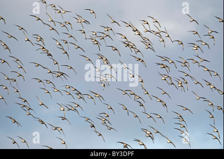 Grande gregge di nodo. Calidris canutus. Francese: Bécasseau maubèche tedesco: Knutt spagnolo: Correlimos gordo Foto Stock