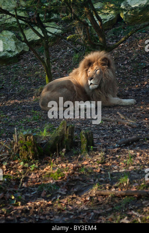 Maschio di leone bianco denominato Makwalo Foto Stock