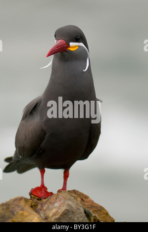 Inca Tern, Larosterna inca Paracas riserva nazionale, Perù Foto Stock