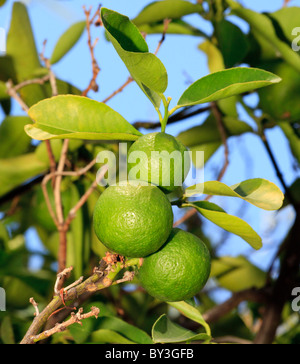 Il tahitiano limette (Citrus latifolia). Noto anche come il persiano di calce, Tahiti e calce e calce Bearss. Foto Stock