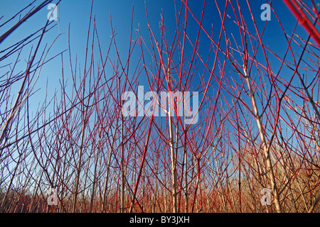 Comune sanguinello ((Cornus sanguinea), in inverno (Allier - Francia). Sanguins Cornouillers, en hiver (Allier 03 - Francia). Foto Stock