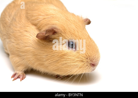 La cavia su sfondo bianco Foto Stock