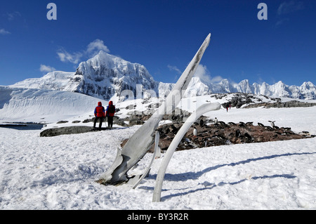 Turisti e pinguini papua Pygoscelis papua al punto Jougla sull Isola Goudier, Penisola Antartica, Antartide Foto Stock