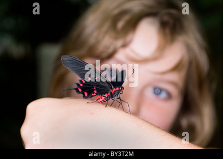 Rosso e nero di farfalle tropicali in appoggio sulla mano ragazze, Tropical Butterfly House Sheffield, Inghilterra Foto Stock