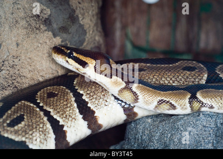 A sfera o Python Royal Python Python regius, Notturnale presentano, Tropical Butterfly House Sheffield, Inghilterra Foto Stock