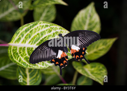 Tropical nero e arancione farfalla a coda di rondine, Tropical Butterfly House Sheffield, Inghilterra Foto Stock