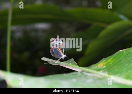 Anta vetro Butterfly, Greta oto, Tropical Butterfly House Sheffield, Inghilterra Foto Stock