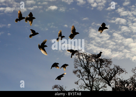 Bohemian Waxwings waxwing Bombycilla garrulus volo uccelli in volo gregge Foto Stock