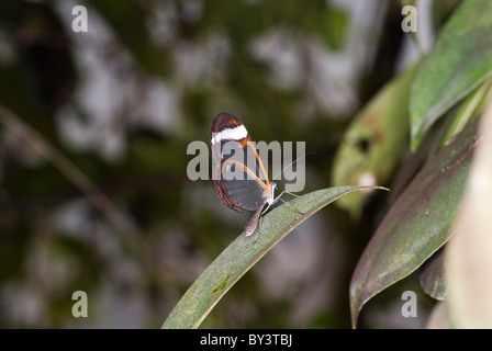 Anta vetro Butterfly, Greta oto, Tropical Butterfly House Sheffield, Inghilterra Foto Stock