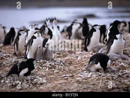 Colonia di pinguini dal sottogola Pygoscelis Antartide, Penisola Antartica, Antartide Foto Stock