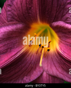 Giglio rosa Foto Stock