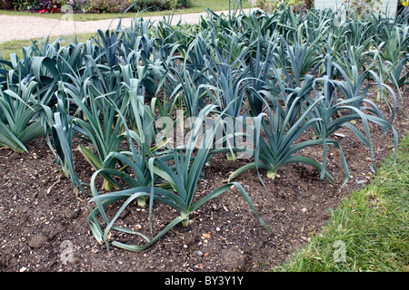 ALLIUM PORRUM. Porri vegetali che crescono in un giardino interno. Regno Unito. Foto Stock