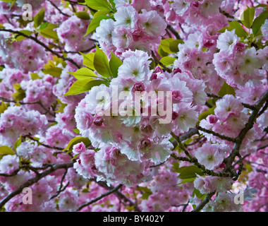 Primo piano colore primavera Pink Kwanzan fiori di ciliegia, Prunus Serrulata, alberi fioriti primavera, concetto di carta da parati, New Jersey, USA, POV, paesaggio Foto Stock