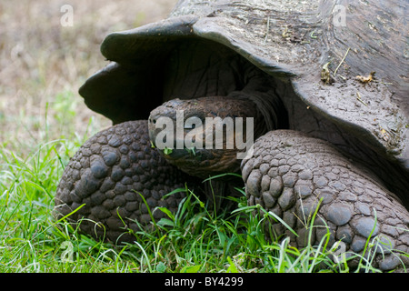 (Gigante) Tartaruga Geochelone elephantopus ssp. porteri Galapagos Isola Santa Cruz infaticabile Galapagosöarna Foto Stock