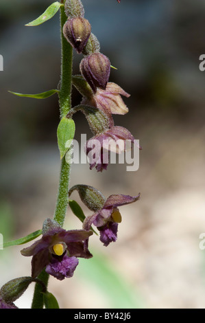 Rosso scuro (Helleborine atrorubens bergonii) Foto Stock