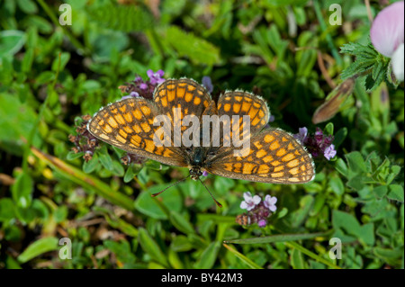 Heath Fritillary butterfly (Mellicta athalia) Foto Stock