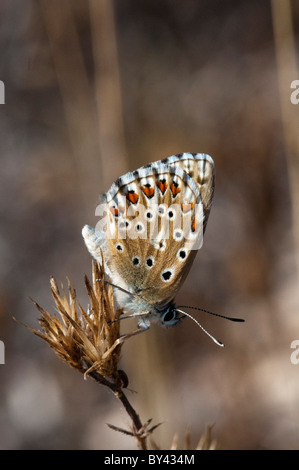Chalkhill blu (Lysandra coridon) (femmina) Foto Stock