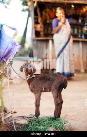 Indian capretto in un territorio rurale villaggio indiano. Andhra Pradesh, India Foto Stock