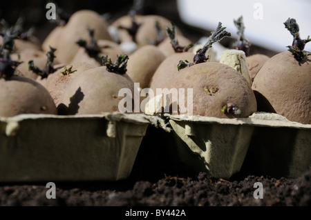 Patate da semina da chitting in scatole di uova - Berkshire, UK Foto Stock